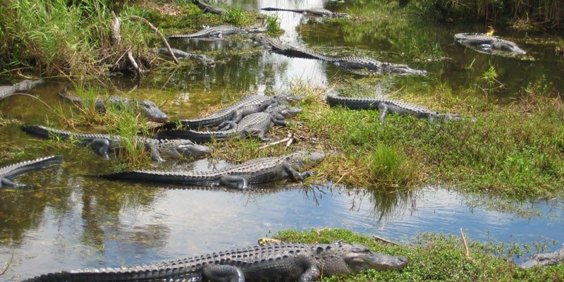 Pontos turí­sticos da Flórida - Everglades foto
