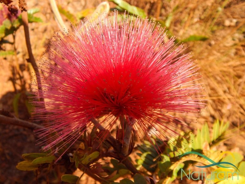 Chapada dos Veadeiros - Aspectos naturais foto