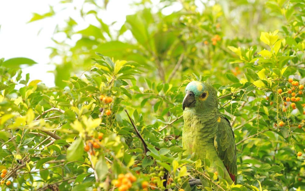 Brasil Turismo Sustentável e Responsável - Papagaio no Pantanal do Mato Grosso
