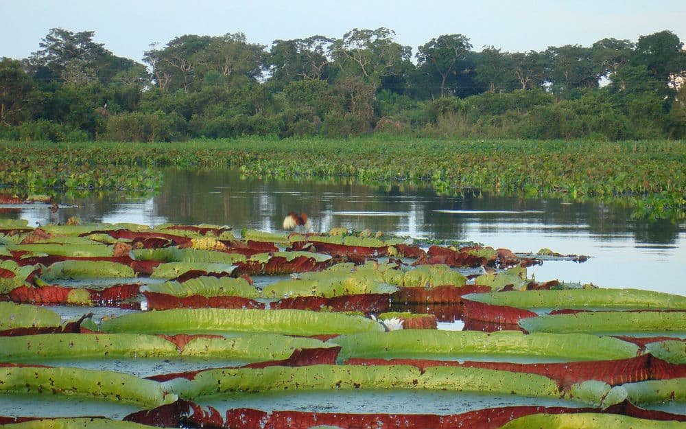 Florestas do Brasil - Pantanal do Mato Grosso