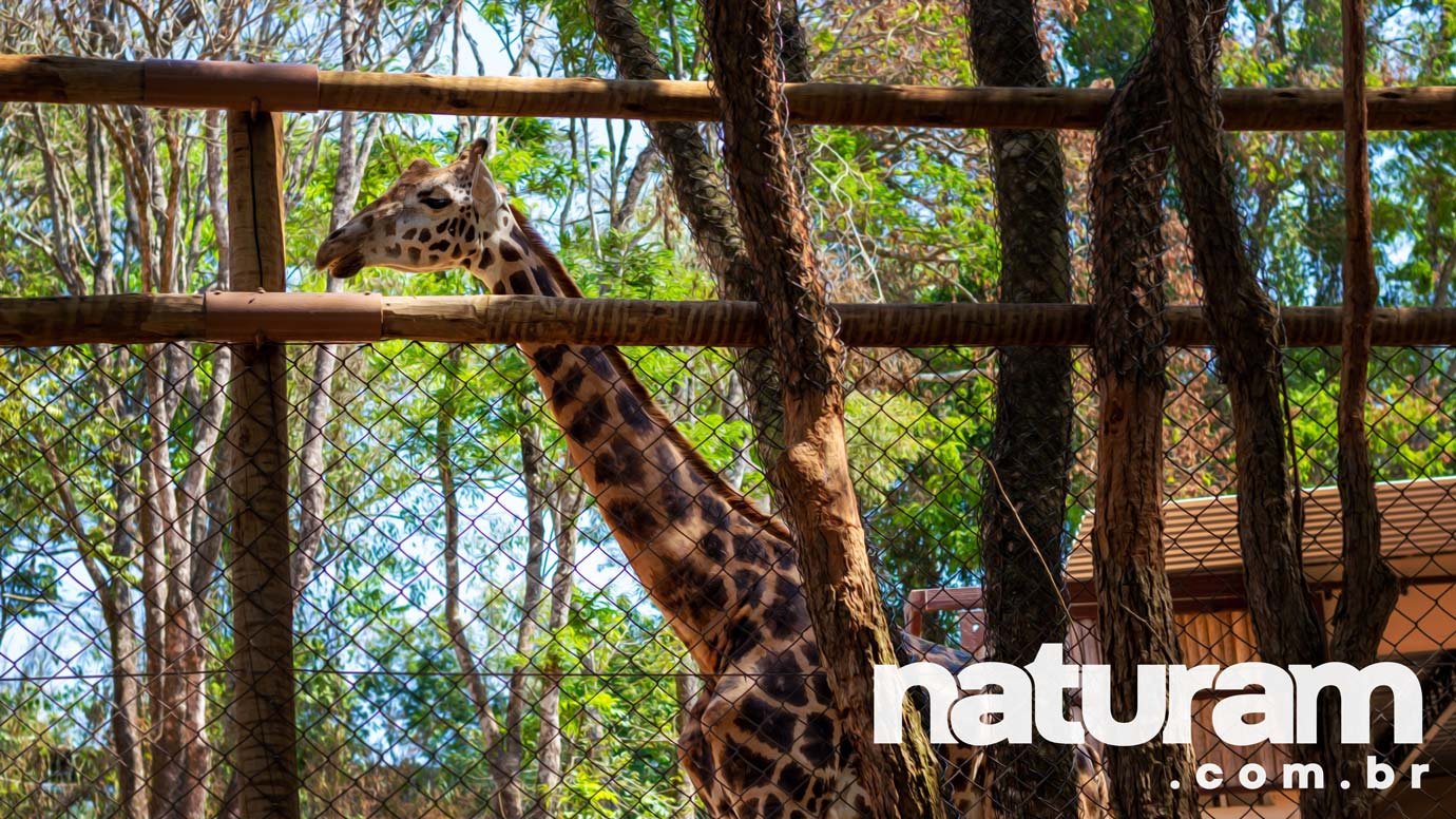 Zooparque Itatiba SP Foto Naturam
