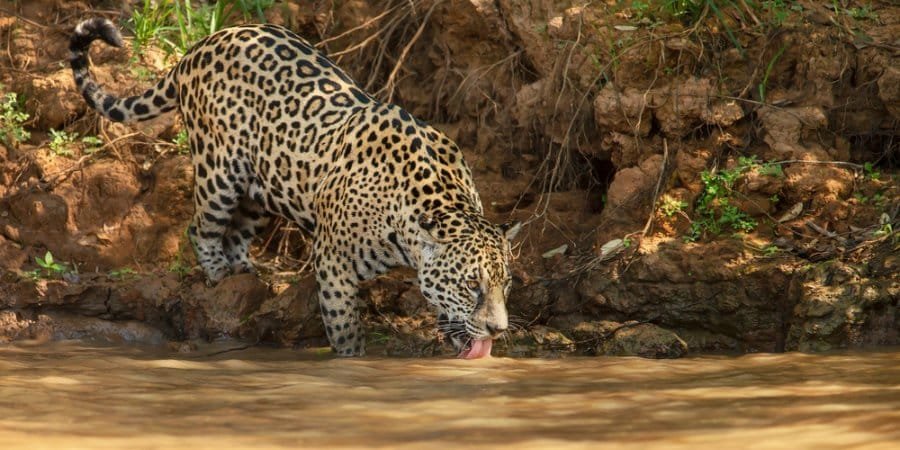 Onça Pintada bebendo água no Pantanal, Brasil