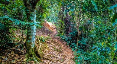 Trilhas em Ubatuba